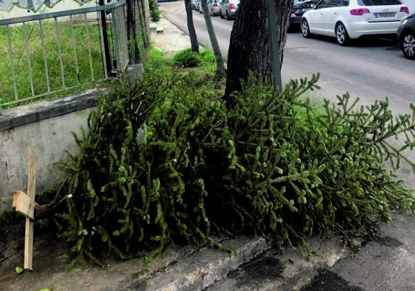 Αξιοποίηση των χριστουγεννιάτικων δέντρων: Η πρωτοβουλία του δήμου Αγίας Παρασκευής