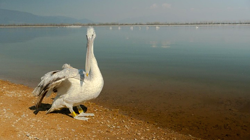 Ανάπηρα πουλιά βρίσκουν καταφύγιο στη λίμνη Κερκίνη