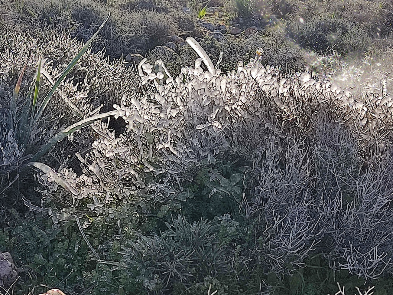 Κακοκαιρία Coral: Μοναδικές εικόνες στη Ρόδο καθώς η ψύχρα παγώνει τη φύση