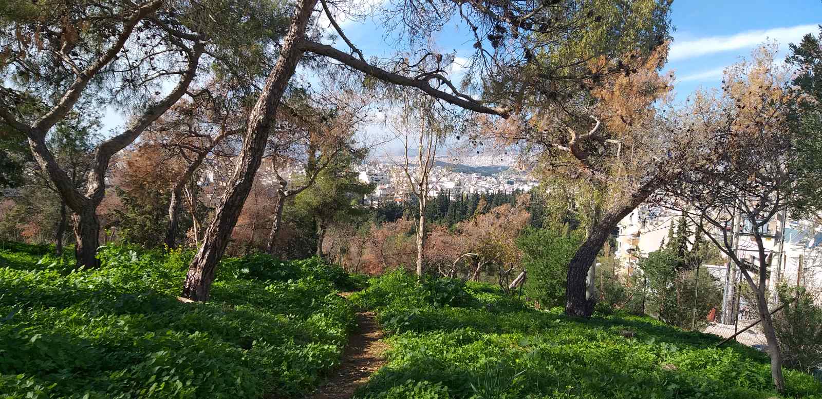 Ανησυχία για την ξήρανση του δάσους στην Καισαριανή