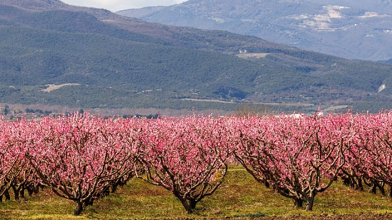 Βέροια: Ταξίδι στις Ανθισμένες Ροδακινιές με αυτοκινούμενα τροχόσπιτα