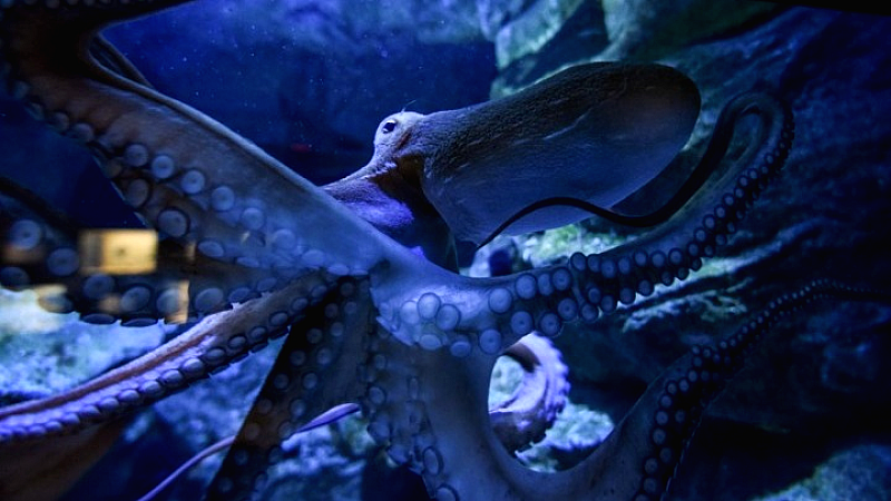 «Octopus!»: Ένα ντοκιμαντέρ για το γιγάντιο χταπόδι του Ειρηνικού