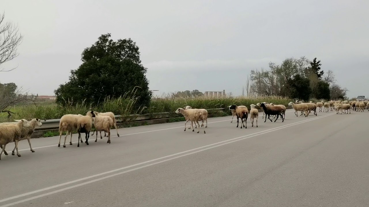 Δύο συλλήψεις μετά από τροχαίο που προκάλεσε κοπάδι προβάτων στην εθνική οδό