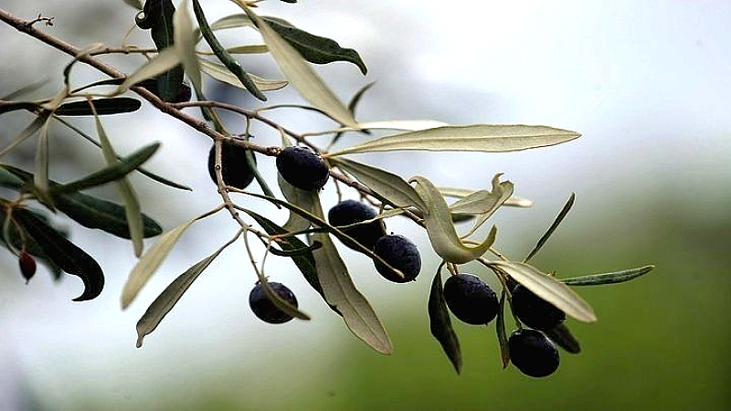 Αναμένοντας την εξέλιξη: Ο κλάδος της επιτραπέζιας ελιάς και του τυποποιημένου ελαιολάδου απέναντι στους αμερικανικούς δασμούς